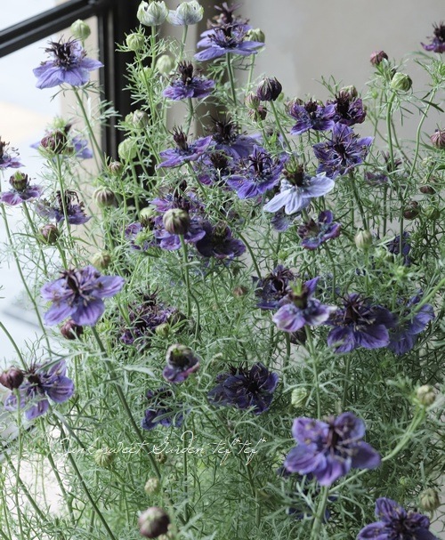 �ڹ�߷���������� �˥��顦�ѥԥ������إߥåɥʥ��ȡ�