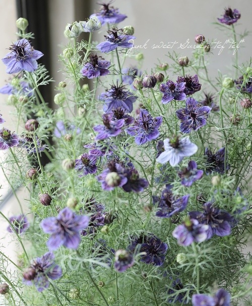 �ڹ�߷���������� �˥��顦�ѥԥ������إߥåɥʥ��ȡ�