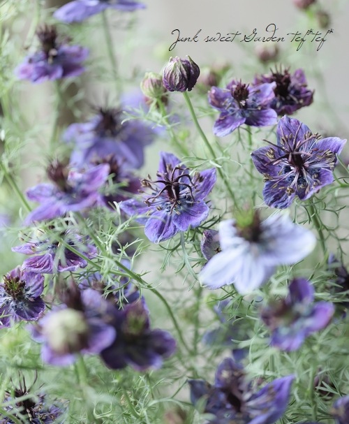 �ڹ�߷���������� �˥��顦�ѥԥ������إߥåɥʥ��ȡ�