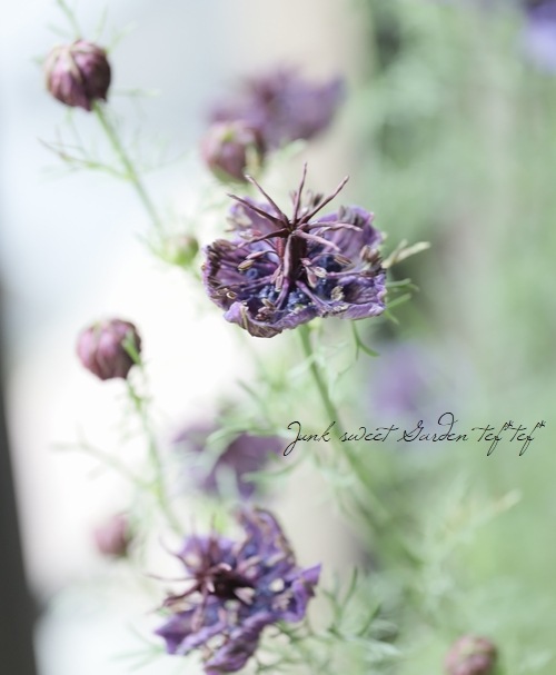 �ڹ�߷���������� �˥��顦�ѥԥ������إߥåɥʥ��ȡ�