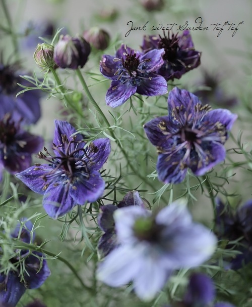 �ڹ�߷���������� �˥��顦�ѥԥ������إߥåɥʥ��ȡ�