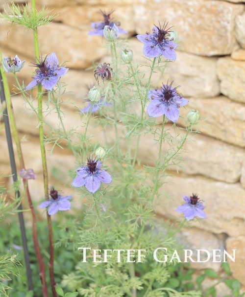 高澤さん生産】 ニゲラ・パピロサ 『ミッドナイト』 | すべての商品