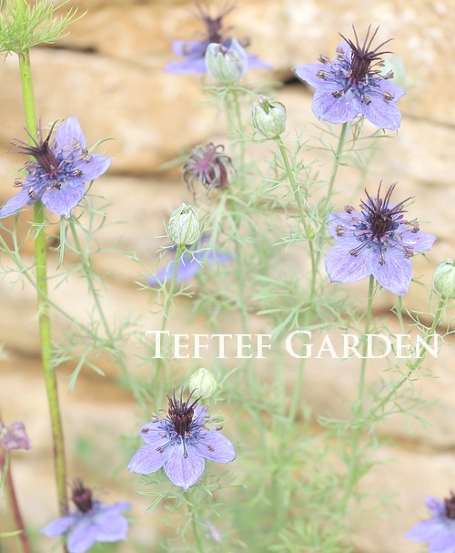 �ڹ�߷���������� �˥��顦�ѥԥ������إߥåɥʥ��ȡ�