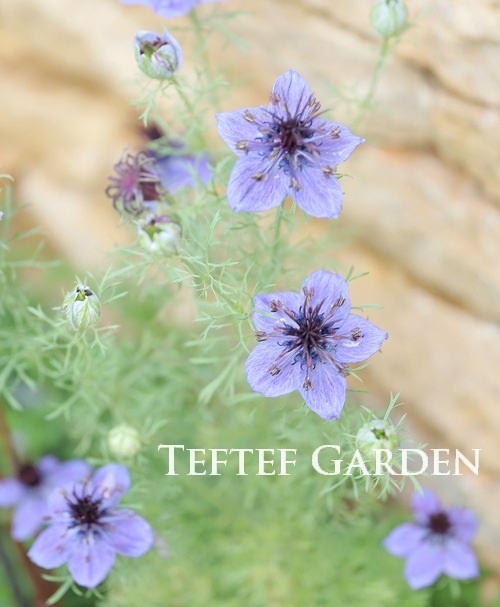 �ڹ�߷���������� �˥��顦�ѥԥ������إߥåɥʥ��ȡ�