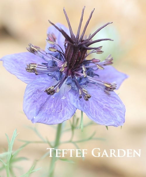 �ڹ�߷���������� �˥��顦�ѥԥ������إߥåɥʥ��ȡ�