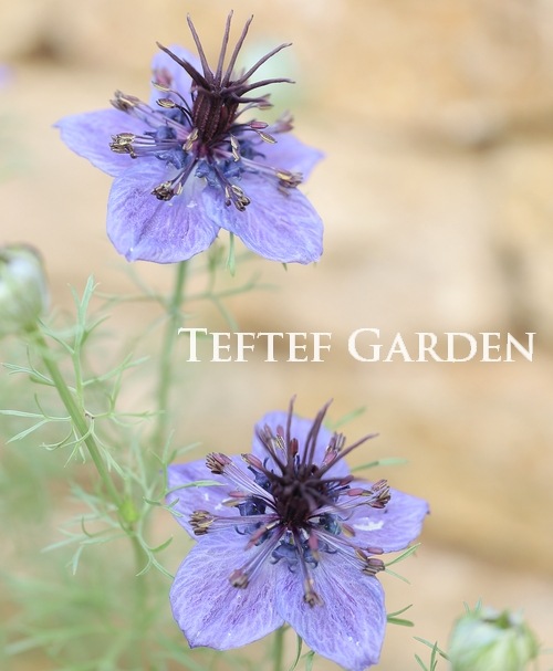 �ڹ�߷���������� �˥��顦�ѥԥ������إߥåɥʥ��ȡ�