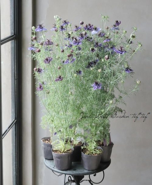 高澤さん生産】 ニゲラ・パピロサ 『ミッドナイト』 | すべての商品