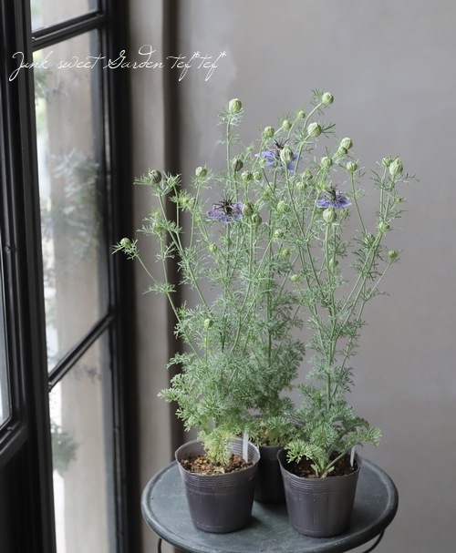 �ڹ�߷���������� �˥��顦�ѥԥ������إߥåɥʥ��ȡ�