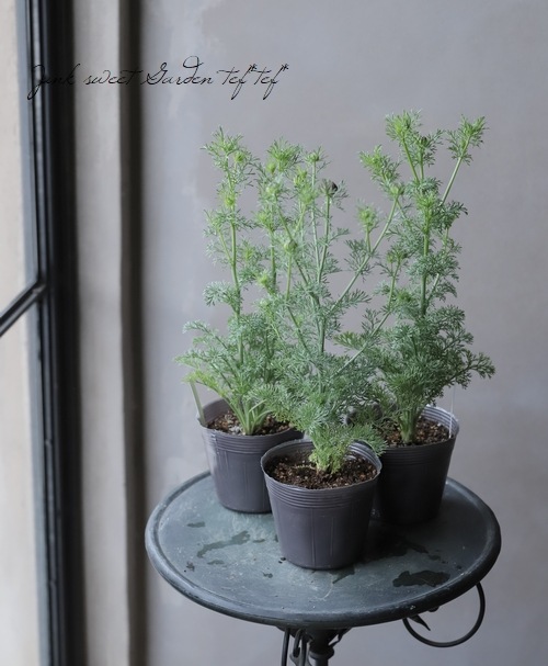 �ڹ�߷���������� �˥��顦�ѥԥ������إߥåɥʥ��ȡ�