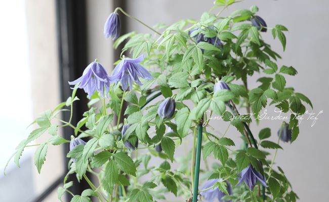 クレマチス 『マクロペタラ』 | すべての商品 | | Junk sweet Garden