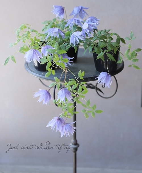 クレマチス 『マクロペタラ』 | すべての商品 | | Junk sweet Garden