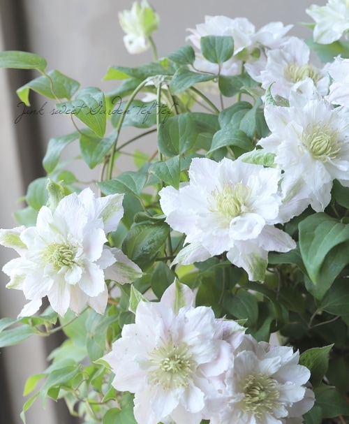 14_000000015762.jpg?1684345471