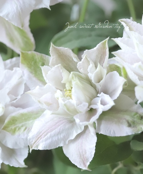 希少！八重咲きクレマチス 『ダンシングスマイル』 早咲き大輪系