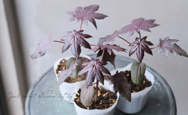 銅葉トウゴマ ブラックナイト 花苗 Junk Sweet Garden Tef Tef