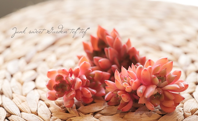 1230ED261-156韓国多肉植物 エケベリア レッドモラン25個 レッドモラン エケベリア 5.5cmポット 韓国苗 Echeveria RED