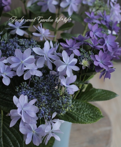 2色咲きの株 紫陽花 『ダンスパーティー・ハッピーブルー』 | すべて