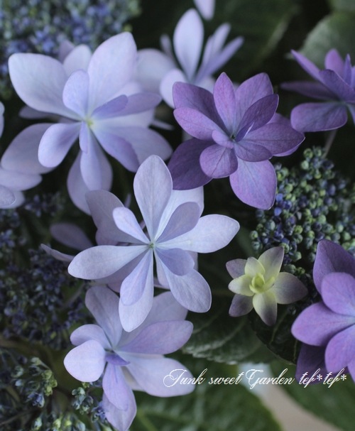 2色咲きの株 紫陽花 『ダンスパーティー・ハッピーブルー』 | すべて