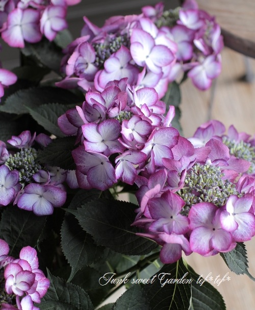 ハイドランジア アジサイ ルージュマジック 5 5号鉢