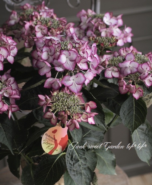 ハイドランジア アジサイ ルージュマジック 5 5号鉢