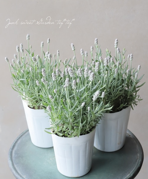 イングリッシュラベンダー 『ピンク』 | すべての商品 | | Junk sweet