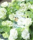 �ڲ����¤��󥪥ꥸ�ʥ�� Ȭ�ź餭�ڥ���˥� �إۥ��åץޥ������ ����󥯥꡼��