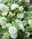 �ڲ����¤��󥪥ꥸ�ʥ�� Ȭ�ź餭�ڥ���˥� �إۥ��åץޥ������ ����󥯥꡼��