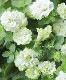�ڲ����¤��󥪥ꥸ�ʥ�� Ȭ�ź餭�ڥ���˥� �إۥ��åץޥ������ ����󥯥꡼��