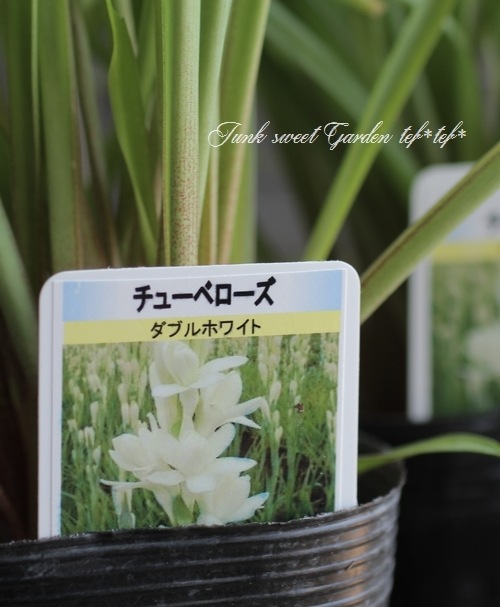 球根植物 月下花 チューベローズ ダブルホワイト すべての商品 Junk Sweet Garden Tef Tef