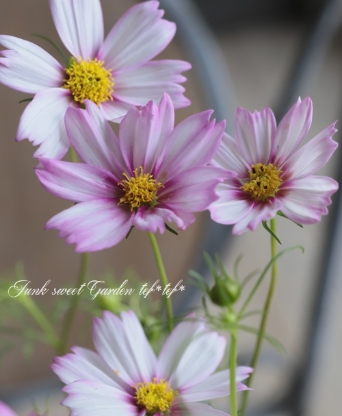 変わり咲きコスモス 『ピンクピコティ』 | すべての商品 | | Junk