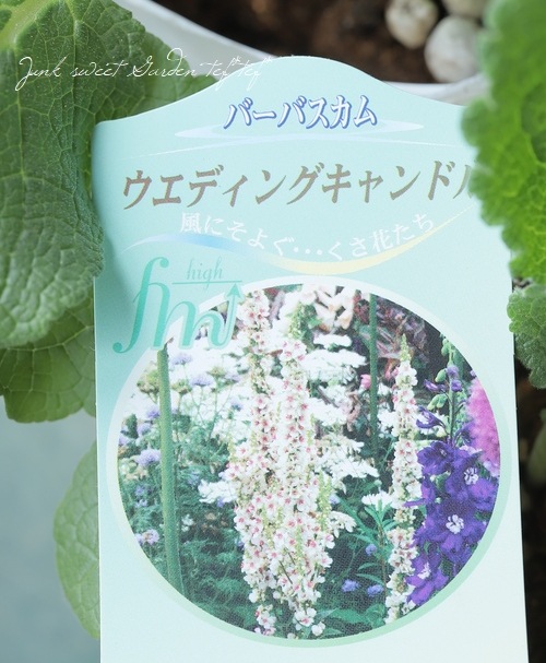 バーバスカム ウエディングキャンドルズ 種 辛かっ 