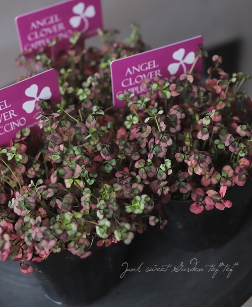 �ߤ�ȱ�ݥ��󥸥��륯�����С� �إ��ץ����Ρ�