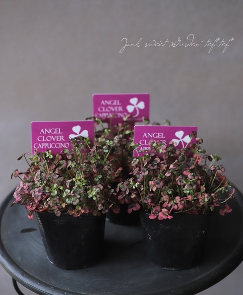 �ߤ�ȱ�ݥ��󥸥��륯�����С� �إ��ץ����Ρ�