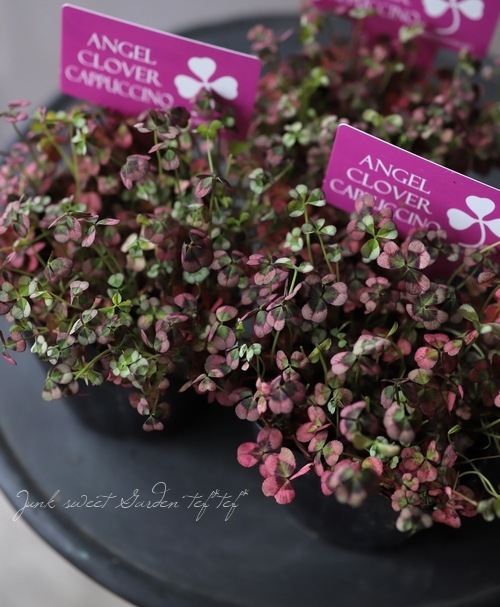 �ߤ�ȱ�ݥ��󥸥��륯�����С� �إ��ץ����Ρ�