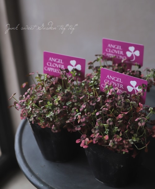 �ߤ�ȱ�ݥ��󥸥��륯�����С� �إ��ץ����Ρ�