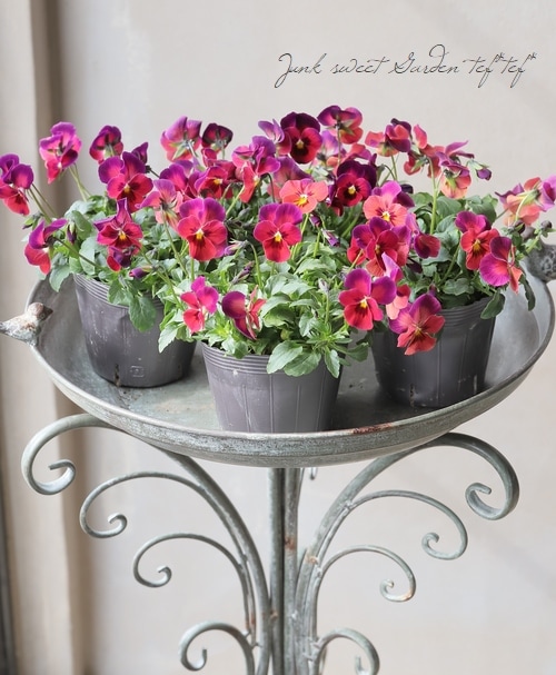 ☆育種うえたオリジナルビオラ レインボーウェーブ『サンセット