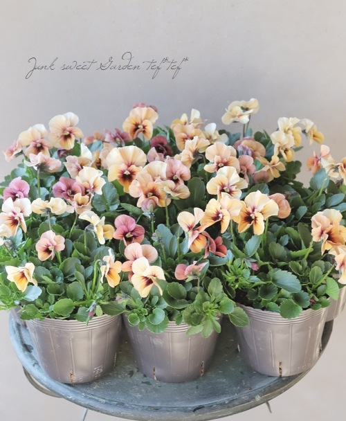 ☆育種うえたオリジナルビオラ 『ディアーナ』 アプリコット 【Bタイプ