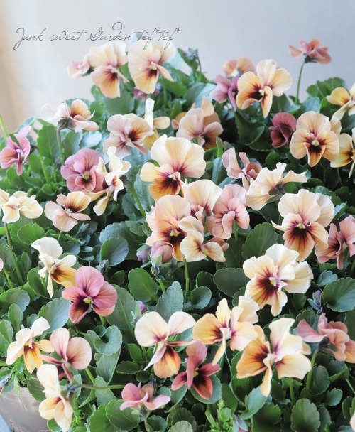 ����臘�������ꥸ�ʥ�ӥ��顡�إǥ������ʡ�  ���ץꥳ�å� ��B�����ס�