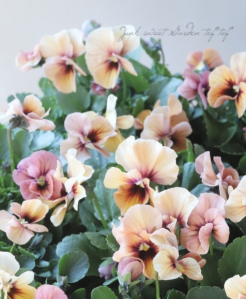 ����臘�������ꥸ�ʥ�ӥ��顡�إǥ������ʡ�  ���ץꥳ�å� ��B�����ס�