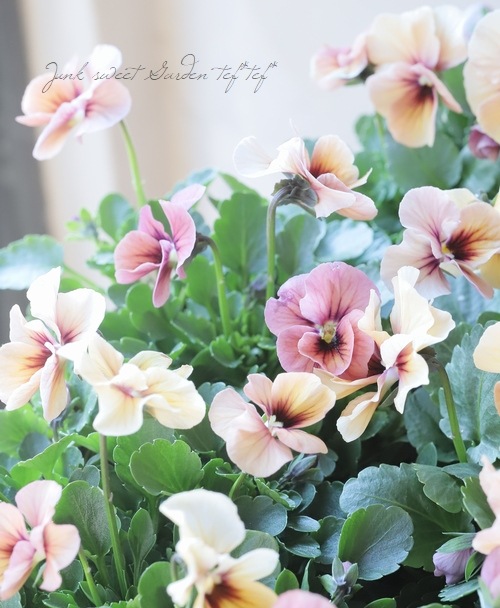 ����臘�������ꥸ�ʥ�ӥ��顡�إǥ������ʡ�  ���ץꥳ�å� ��B�����ס�