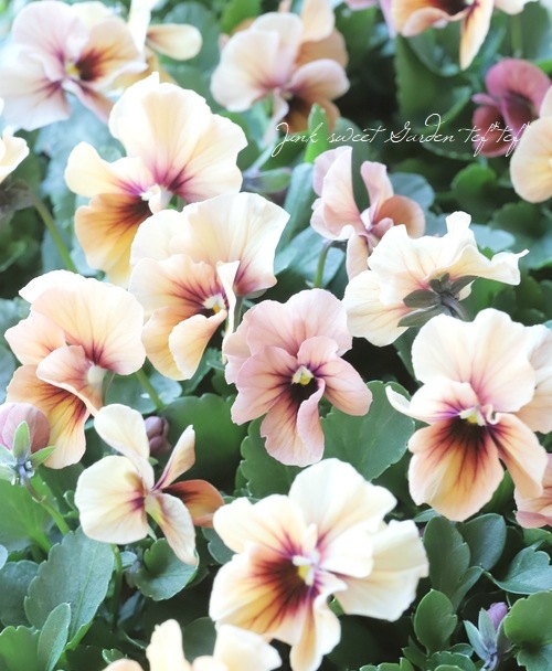 ����臘�������ꥸ�ʥ�ӥ��顡�إǥ������ʡ�  ���ץꥳ�å� ��B�����ס�