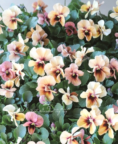 ����臘�������ꥸ�ʥ�ӥ��顡�إǥ������ʡ�  ���ץꥳ�å� ��B�����ס�