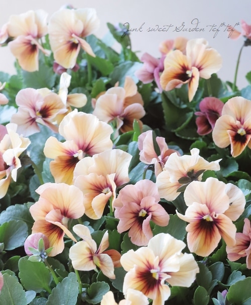 ����臘�������ꥸ�ʥ�ӥ��顡�إǥ������ʡ�  ���ץꥳ�å� ��B�����ס�