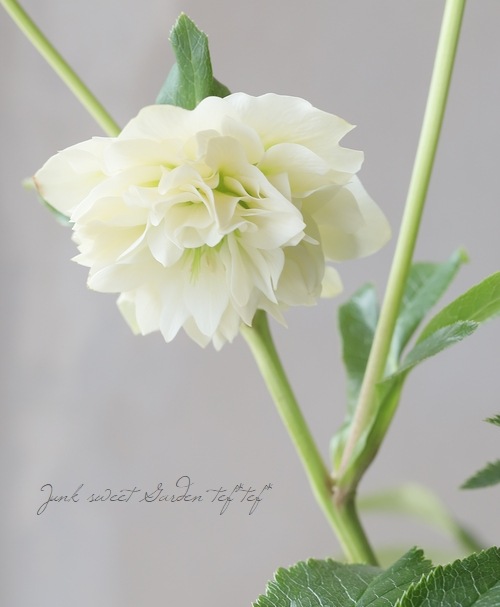 クリスマスローズ 『川久保交配・超多弁ダブル』 【No.T】 | すべての