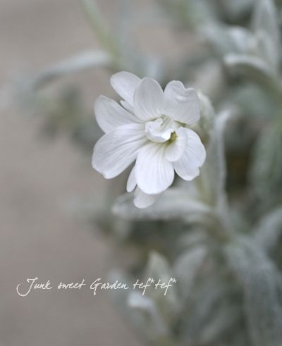 ���ե��饹���塼�� �إ���С������ڥåȡ٥��饹������