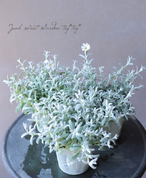 ���ե��饹���塼�� �إ���С������ڥåȡ٥��饹������