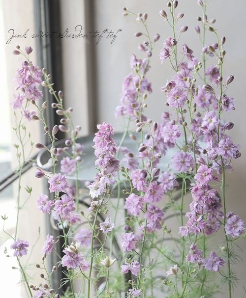 八重咲きラークスパー 『アンティークラベンダー』 | すべての商品