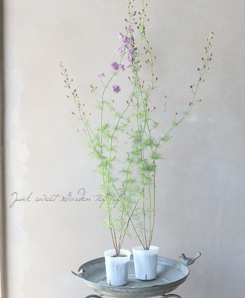 ラベンダー様 ALBUM | Tokoyami Towa 2nd Live 