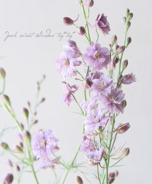 ラベンダー様 ラベンダー（Lavender）の色見本・カラーコード | 色彩図鑑（色