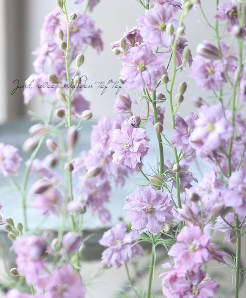 八重咲きラークスパー 『アンティークラベンダー』 | すべての商品