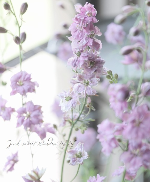 ラベンダー様 ALBUM | Tokoyami Towa 2nd Live 